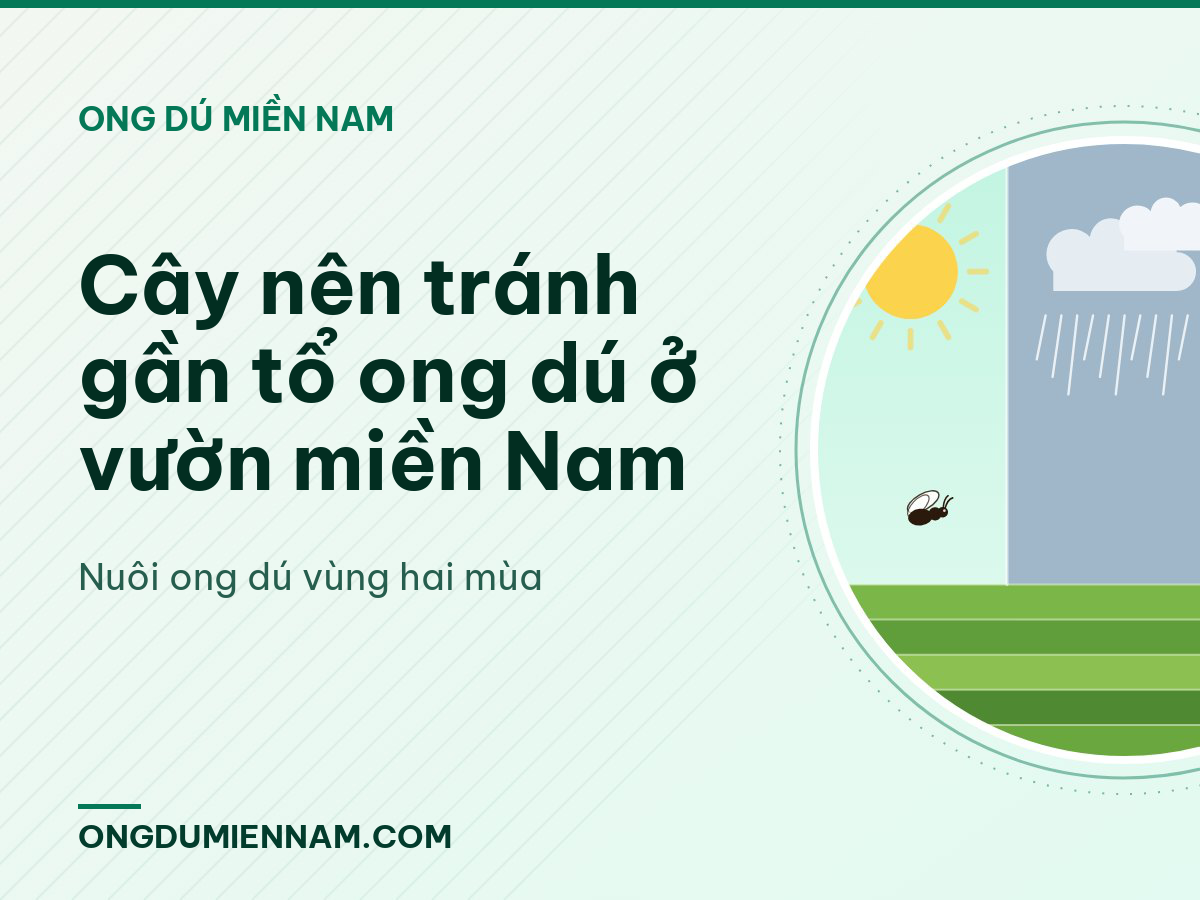 Cây nên tránh gần tổ ong dú ở vườn miền Nam