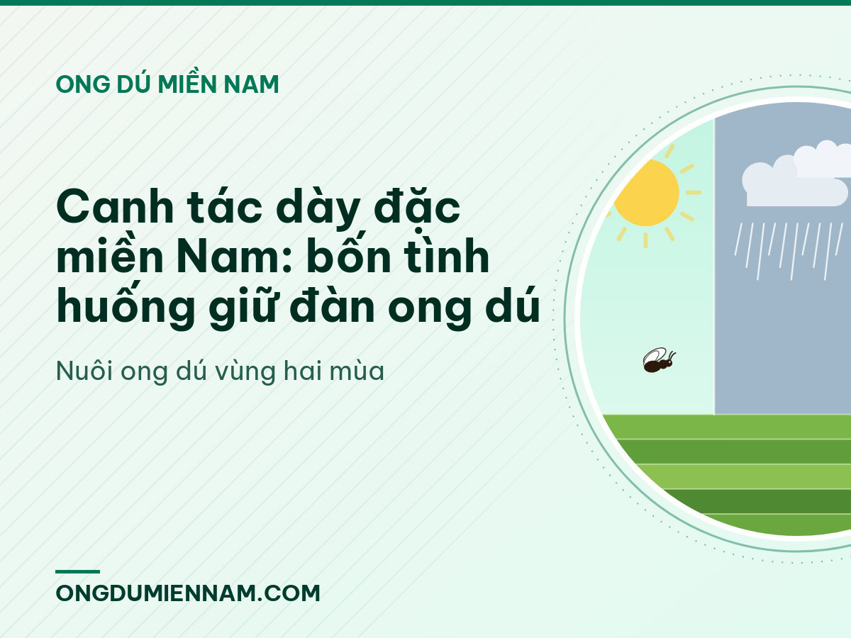 Canh tác dày đặc miền Nam: bốn tình huống giữ đàn ong dú