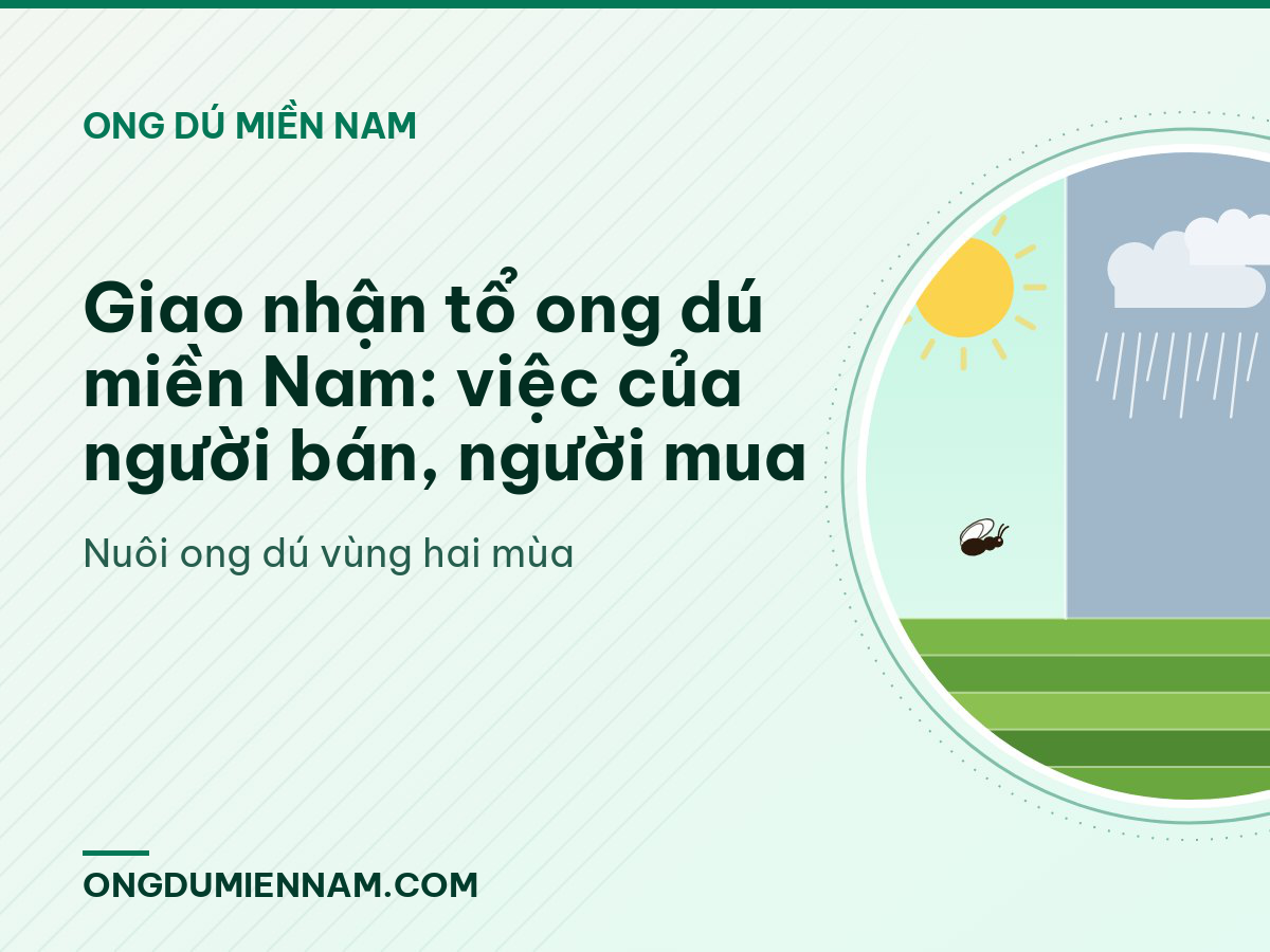 Giao nhận tổ ong dú miền Nam: việc của người bán, người mua