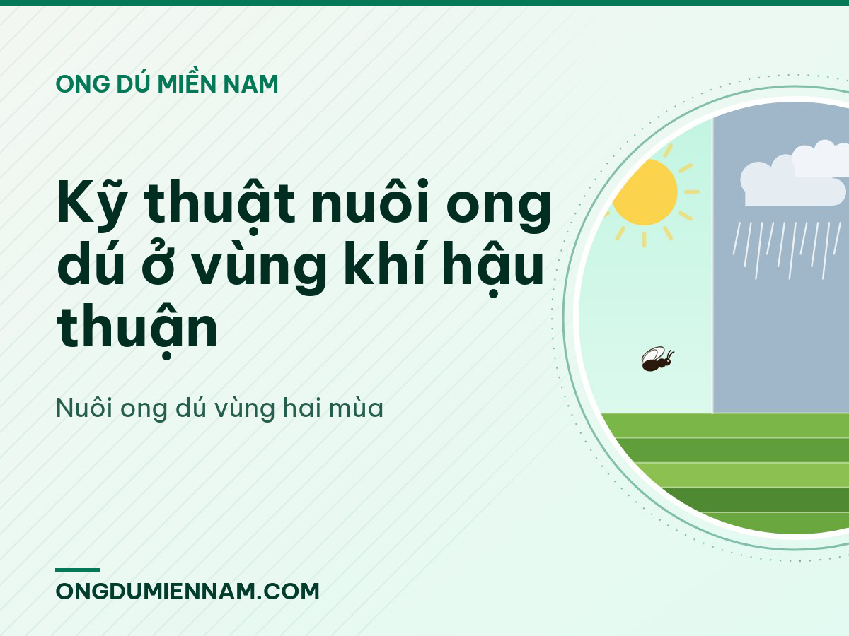 Kỹ thuật nuôi ong dú ở vùng khí hậu thuận