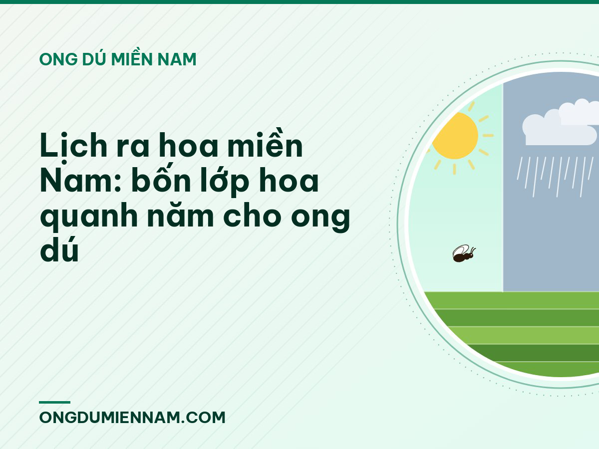 Lịch ra hoa miền Nam: bốn lớp hoa quanh năm cho ong dú
