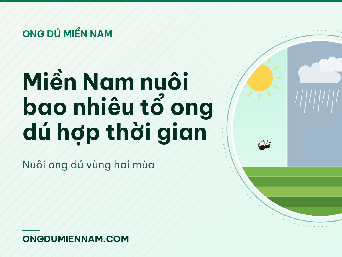 Miền Nam nuôi bao nhiêu tổ ong dú hợp thời gian