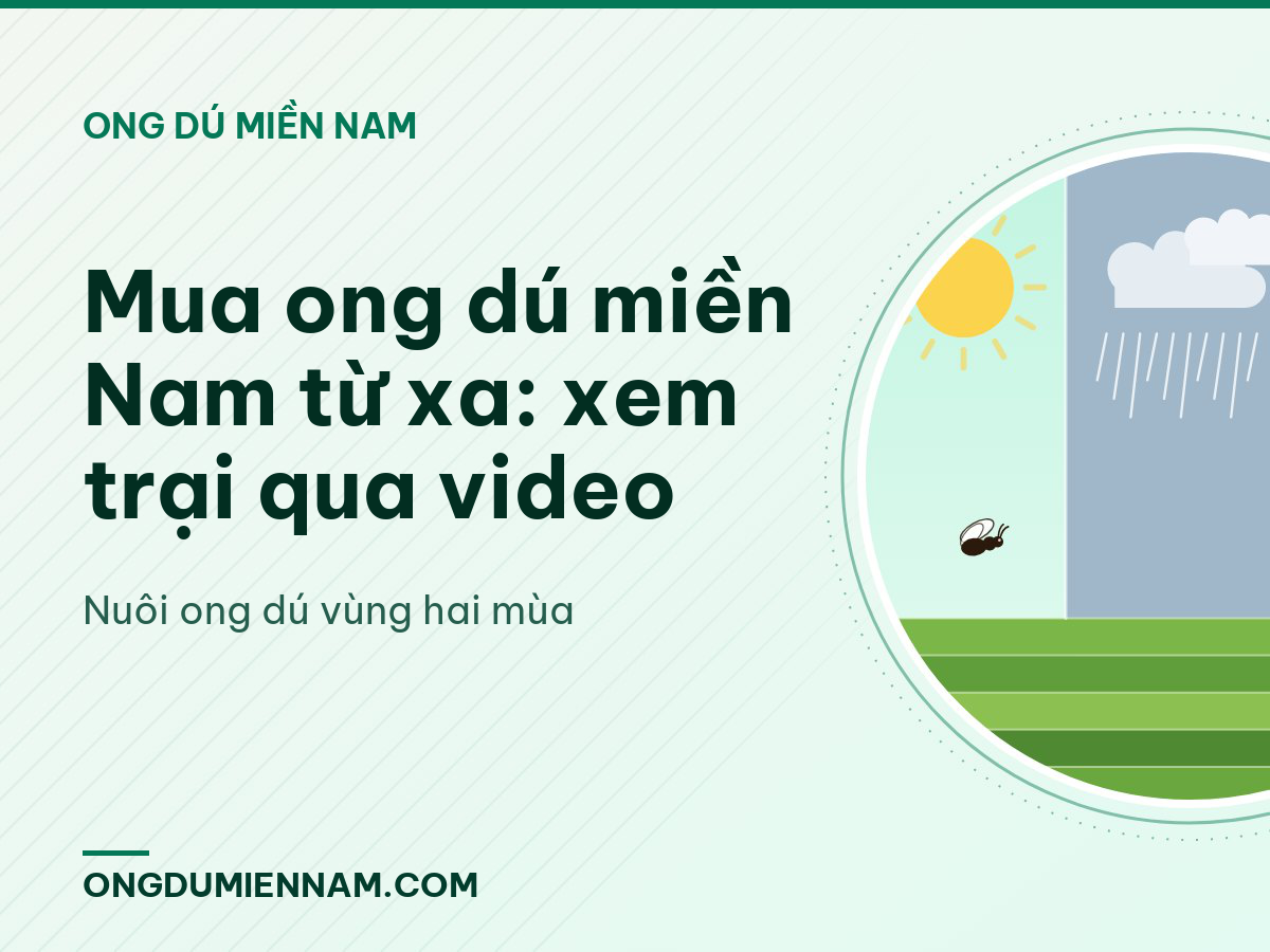 Mua ong dú miền Nam từ xa: xem trại qua video