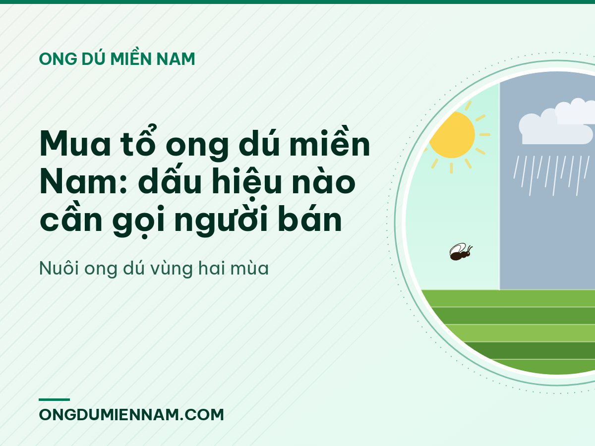 Mua tổ ong dú miền Nam: dấu hiệu nào cần gọi người bán