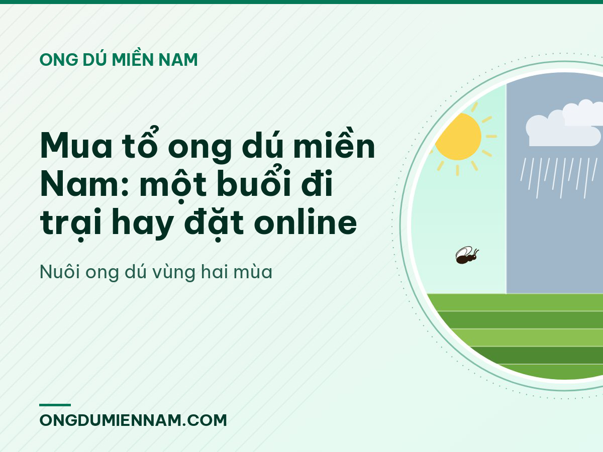 Mua tổ ong dú miền Nam: một buổi đi trại hay đặt online