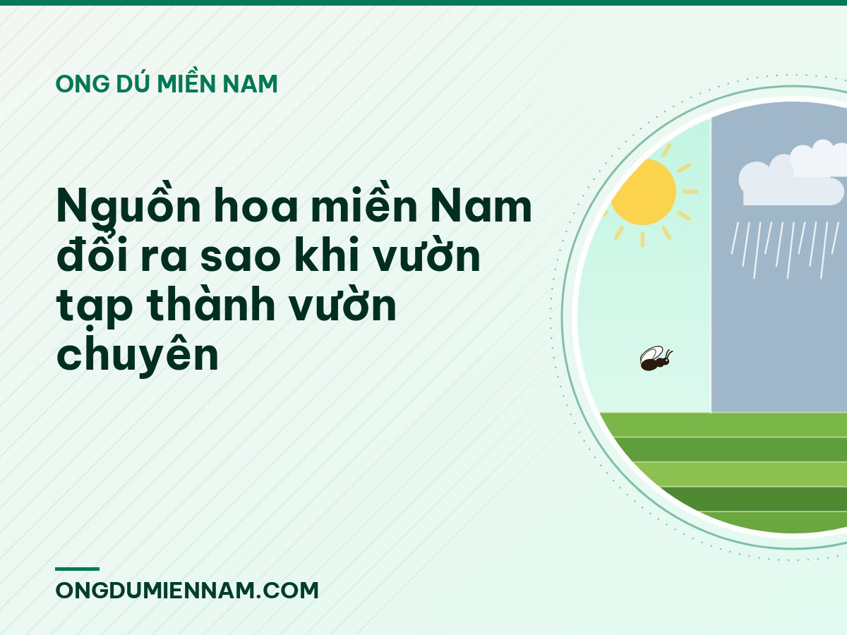 Nguồn hoa miền Nam đổi ra sao khi vườn tạp thành vườn chuyên
