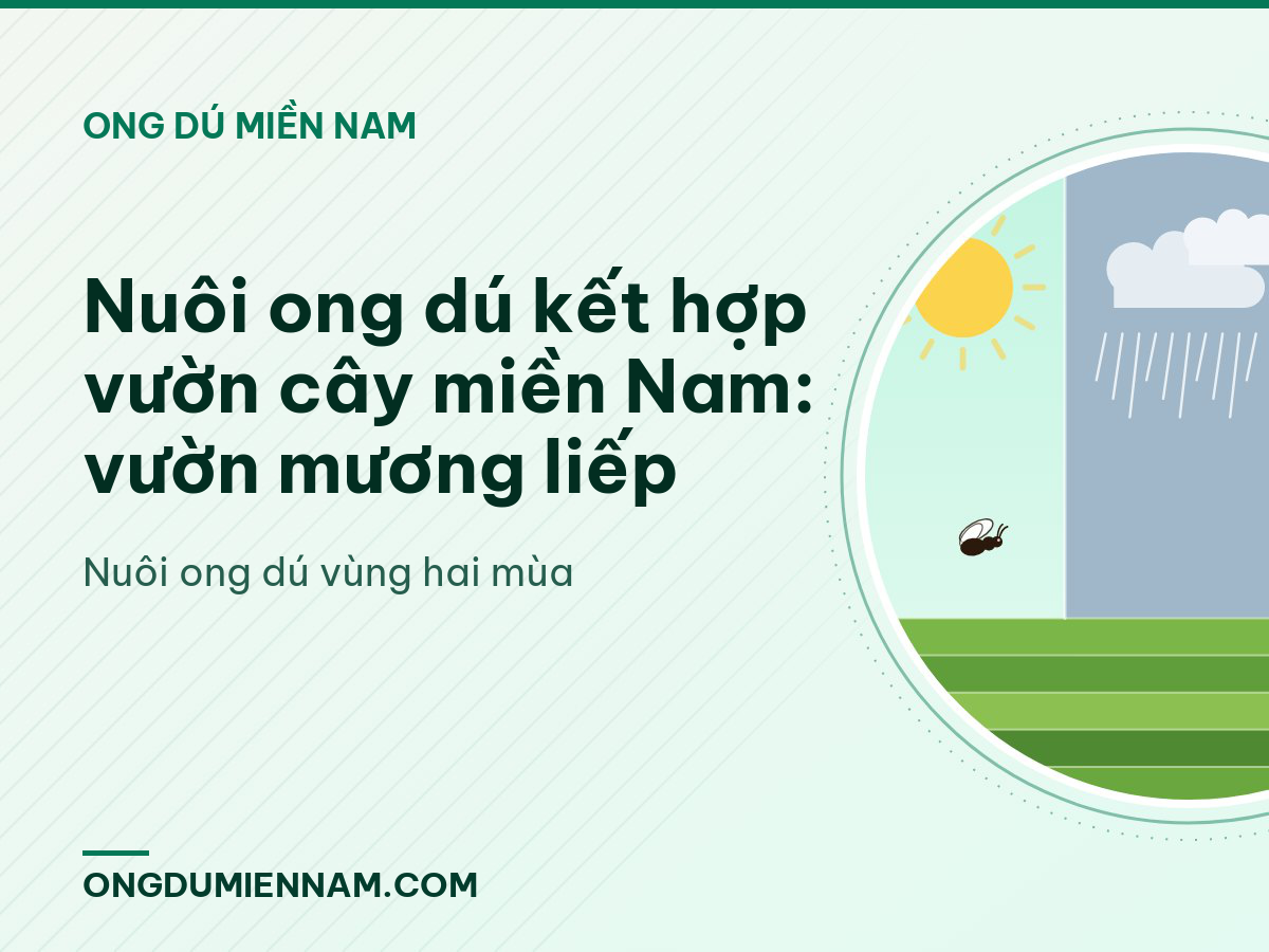 Nuôi ong dú kết hợp vườn cây miền Nam: vườn mương liếp