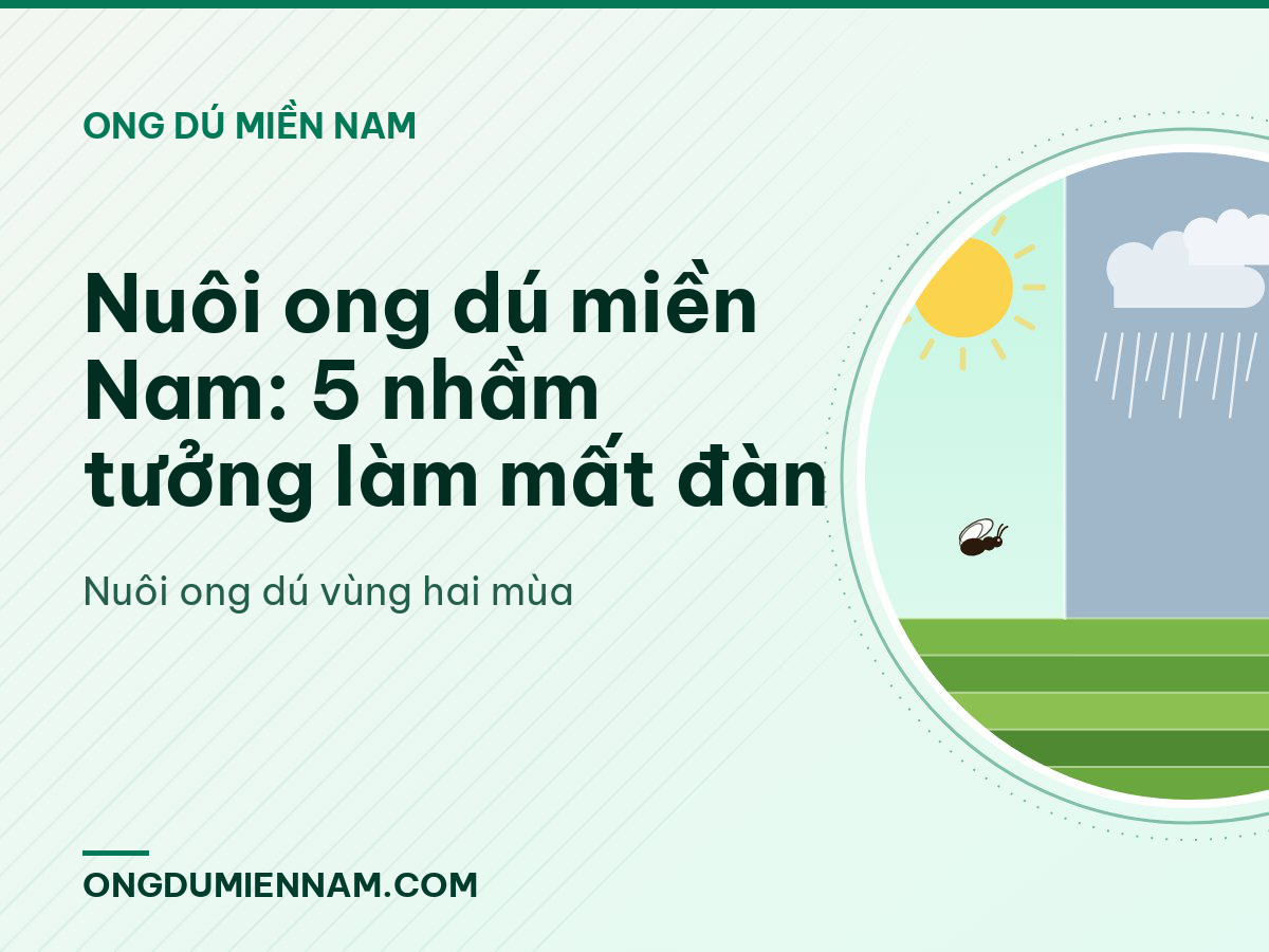 Nuôi ong dú miền Nam: 5 nhầm tưởng làm mất đàn