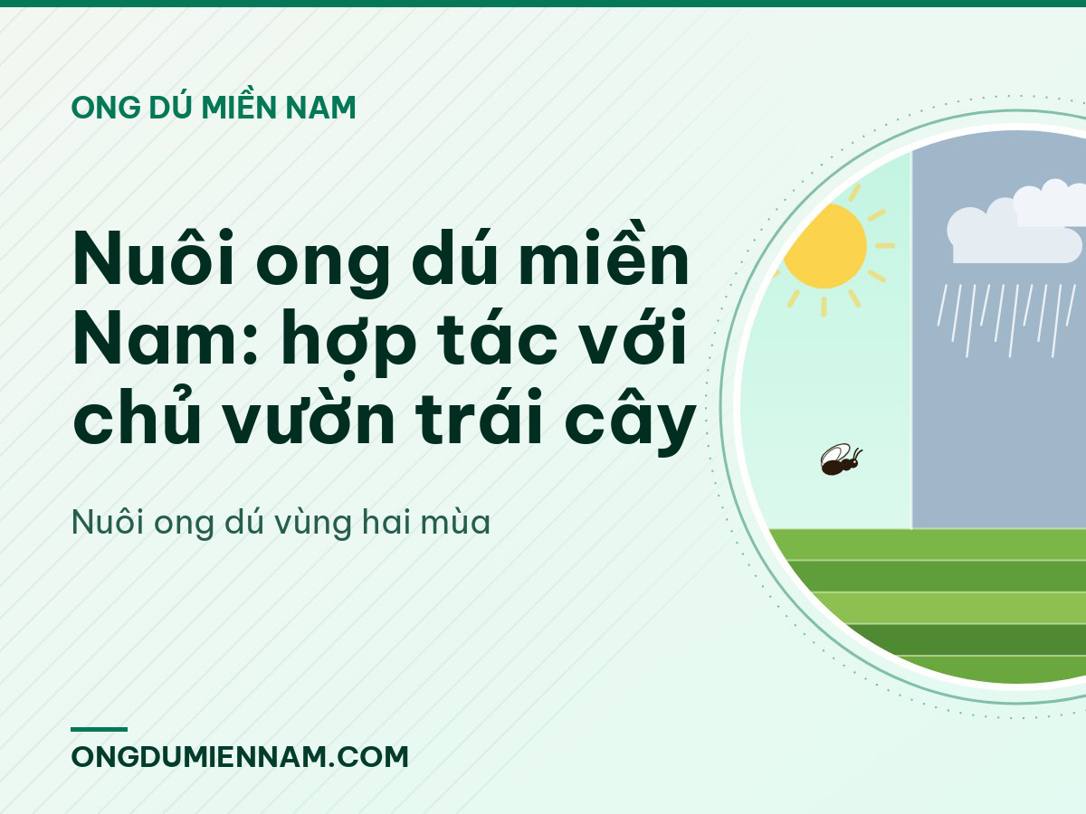 Nuôi ong dú miền Nam: hợp tác với chủ vườn trái cây