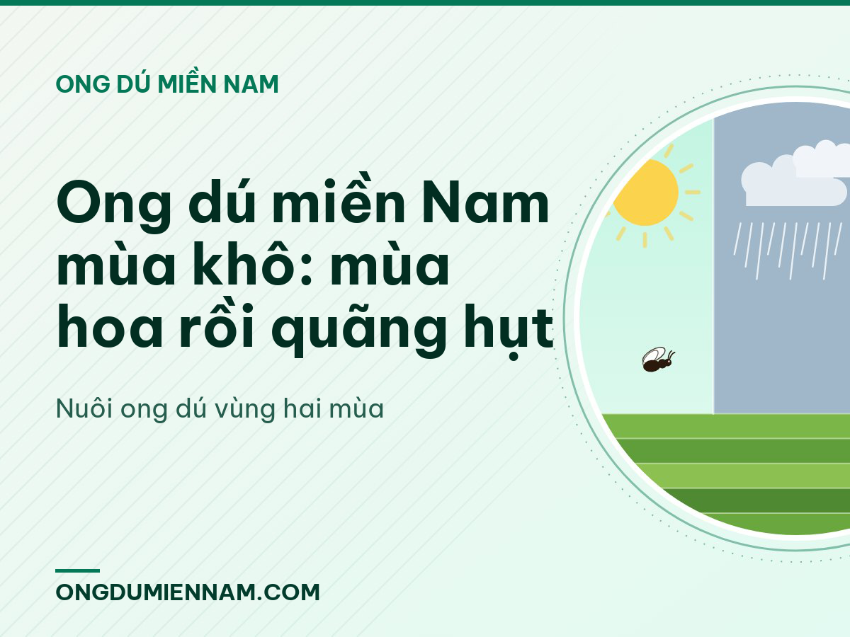 Ong dú miền Nam mùa khô: mùa hoa rồi quãng hụt
