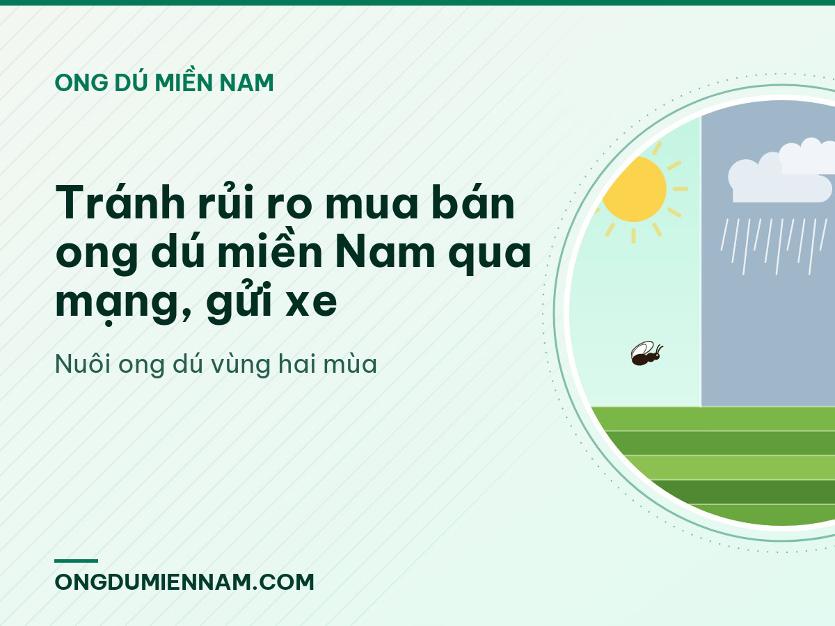 Tránh rủi ro mua bán ong dú miền Nam qua mạng, gửi xe