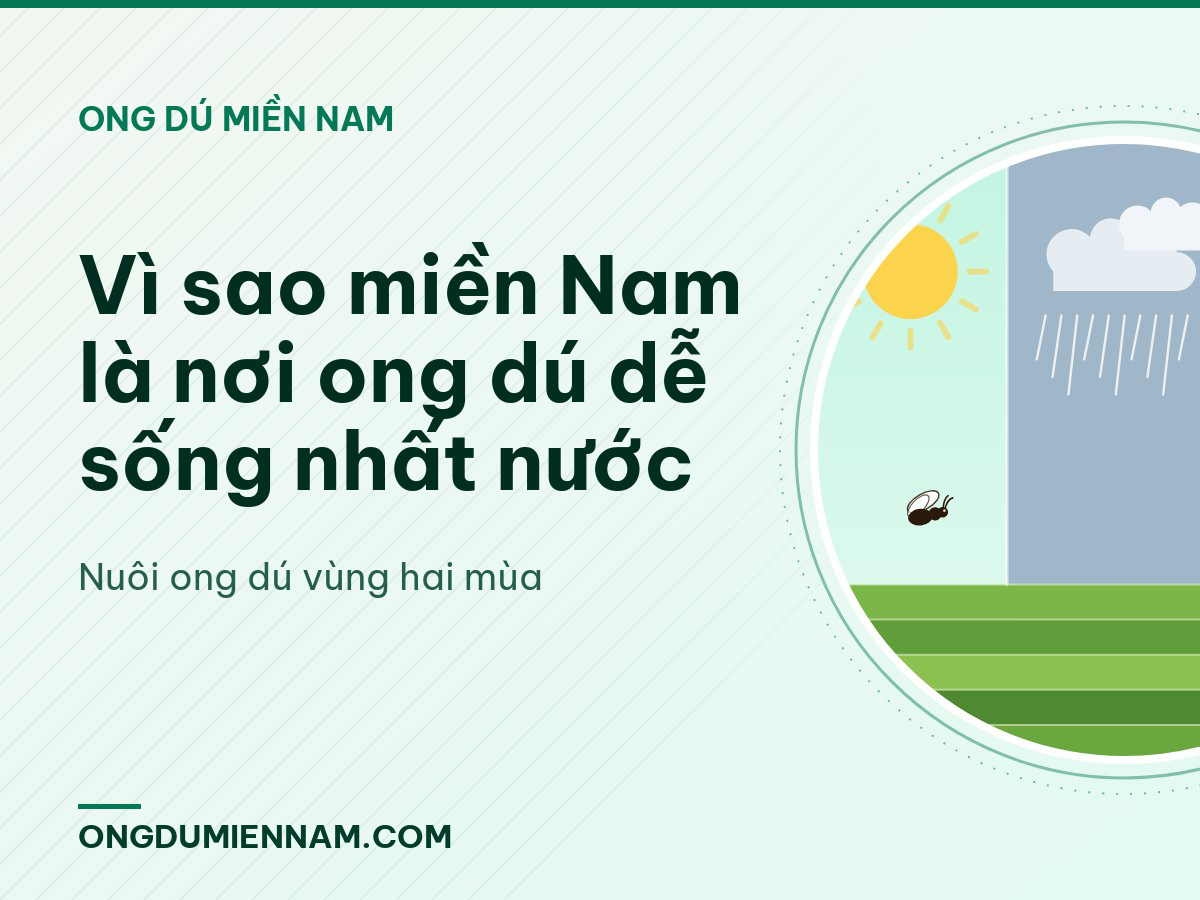 Vì sao miền Nam là nơi ong dú dễ sống nhất nước