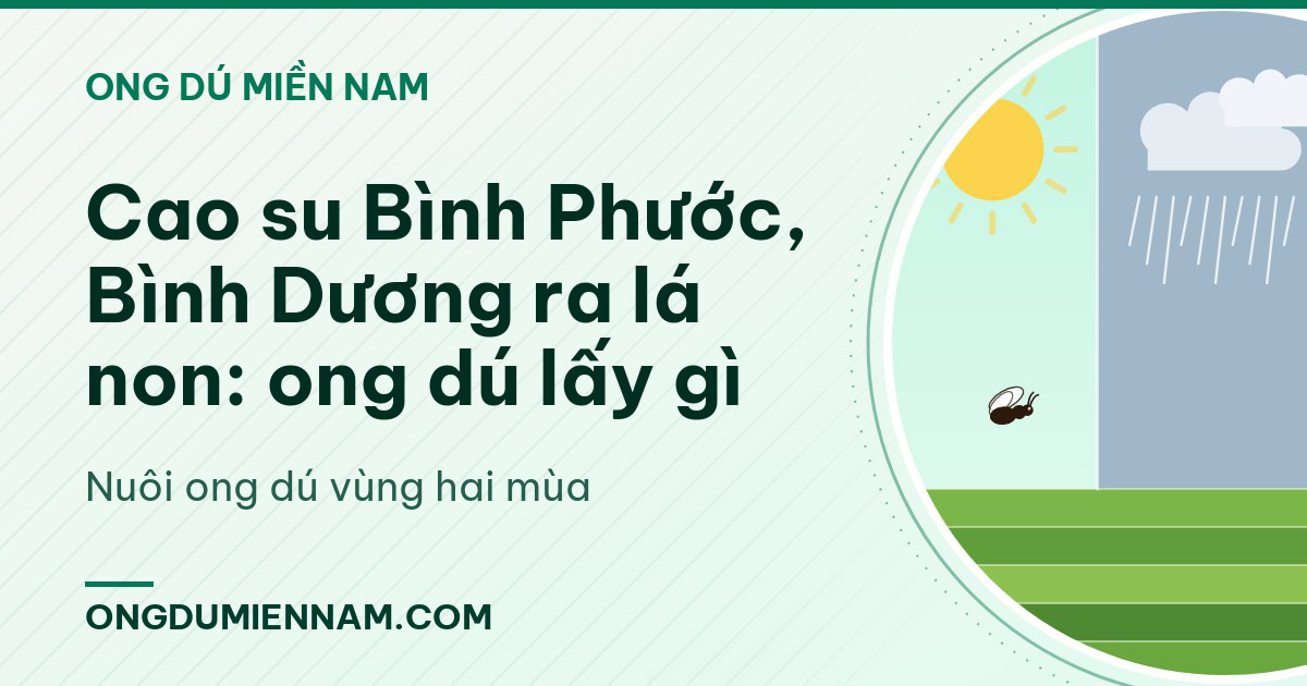 Cao su Bình Phước, Bình Dương ra lá non: ong dú lấy gì