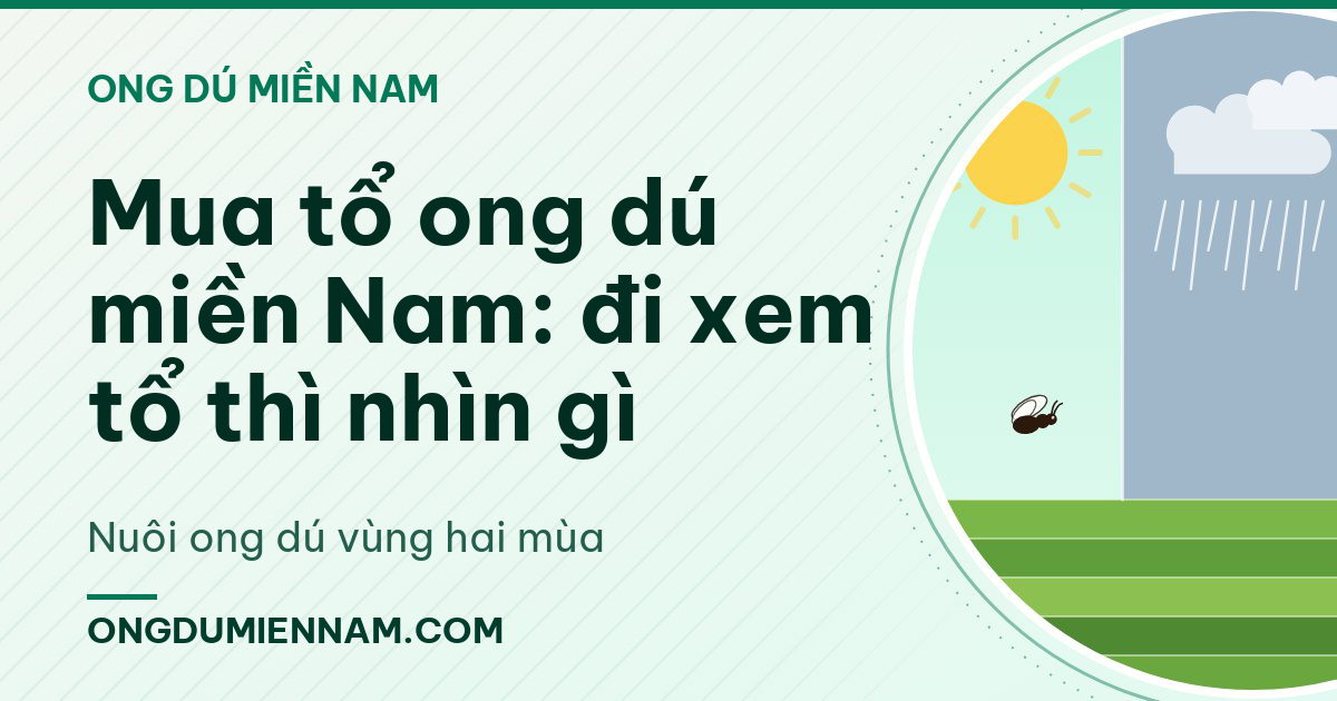 Mua tổ ong dú miền Nam: đi xem tổ thì nhìn gì